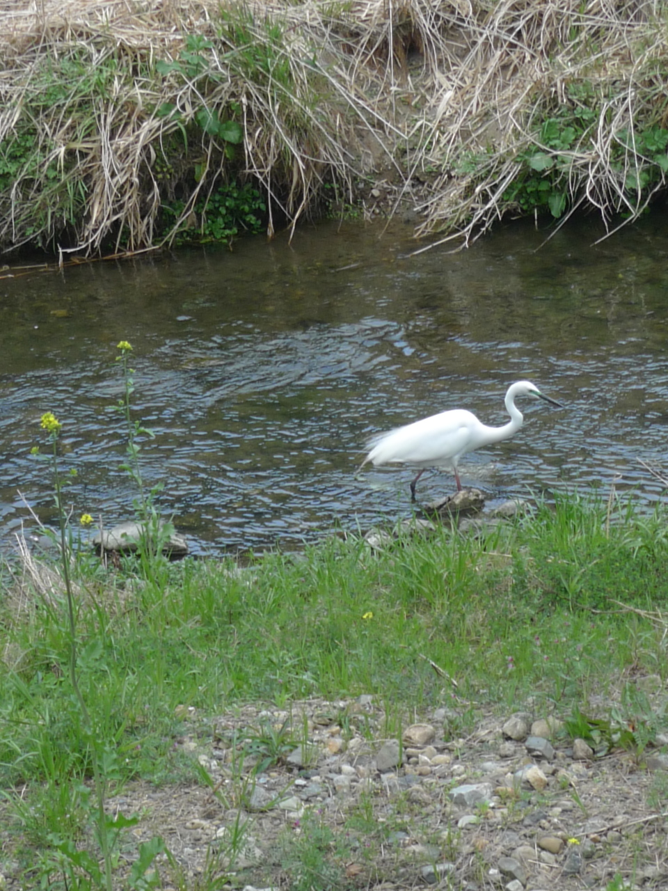Un oiseau échassier blanc dans un cours d'eau.